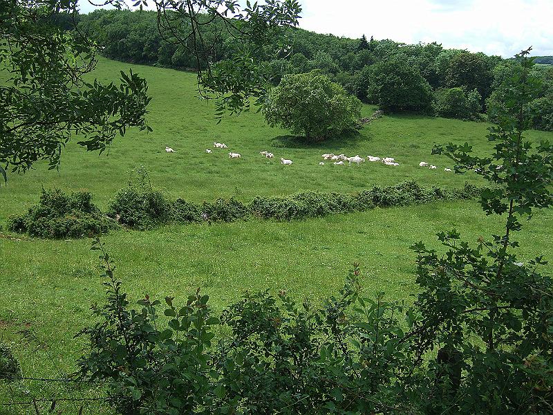 2010-05- (87).JPG